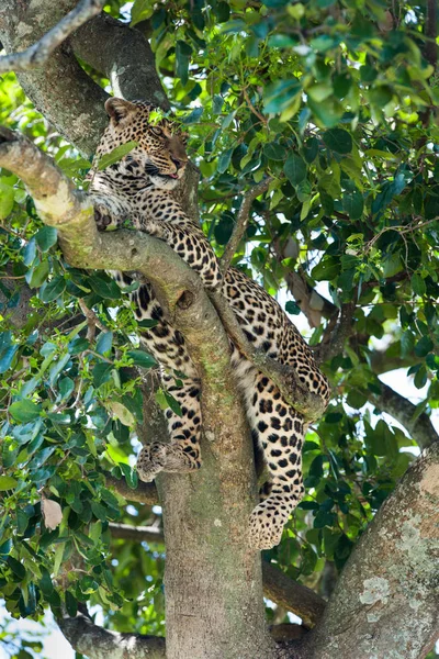 Leopardo Nella Masai Mara — Foto Stock