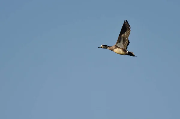 Wigeon Américain Solitaire Volant Dans Ciel Bleu — Photo