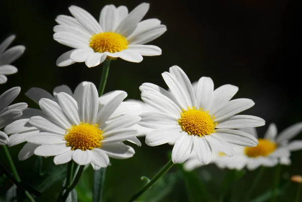 Malerische Aussicht Auf Schöne Gänseblümchen — Stockfoto