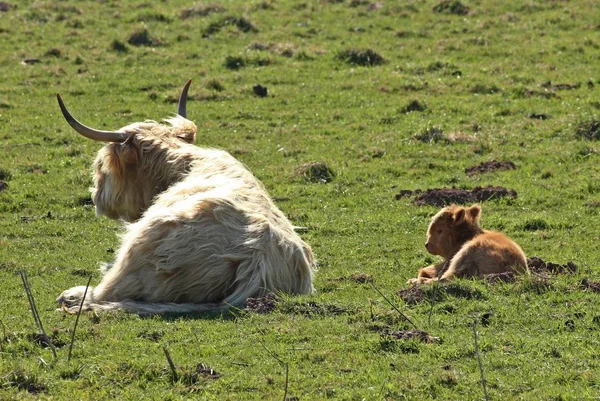 Scottish Highland Cow Newborn Calf — Stock Photo, Image