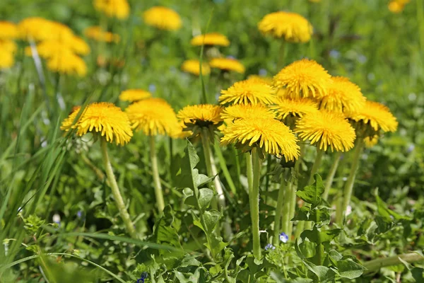 Leonessa Taraxacum Officinale Primo Piano — Foto Stock