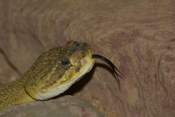 Cascavel Cobra Venenosa Animal — Fotografia de Stock