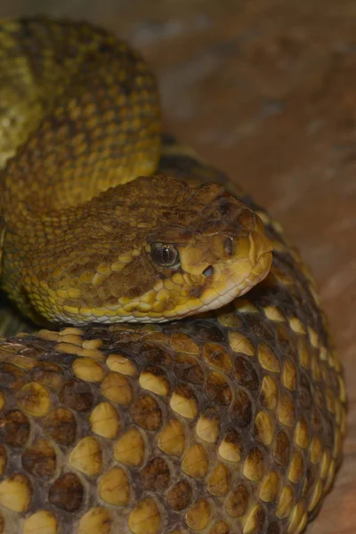 响尾蛇 毒蛇动物 — 图库照片
