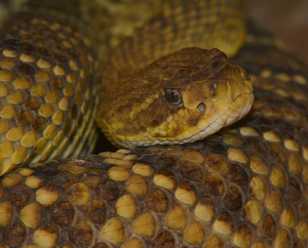 Cascavel Cobra Venenosa Animal — Fotografia de Stock