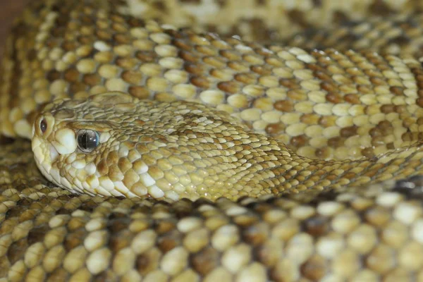 Serpente Sonagli Animale Serpente Velenoso — Foto Stock