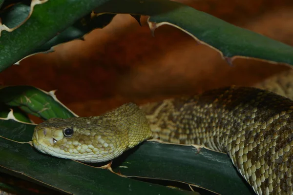 Serpiente Cascabel Serpiente Venenosa Animal — Foto de Stock