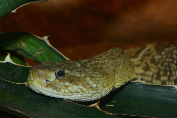 Serpiente Cascabel Serpiente Venenosa Animal — Foto de Stock