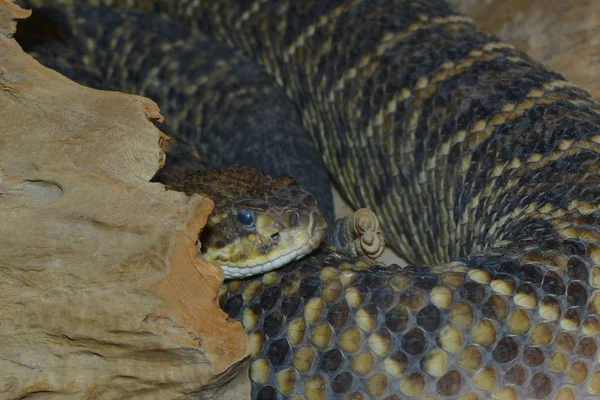 Cascavel Cobra Venenosa Animal — Fotografia de Stock