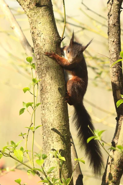 Animais Selvagens Esquilo Animal Natureza Esquilo Fofo — Fotografia de Stock