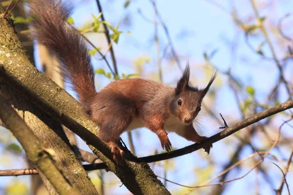 Eichhörnchen Flauschiges Nagetier — Stockfoto