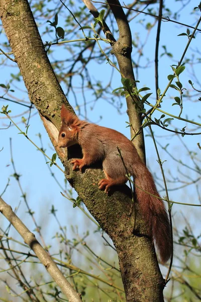 Eichhörnchen Flauschiges Nagetier — Stockfoto