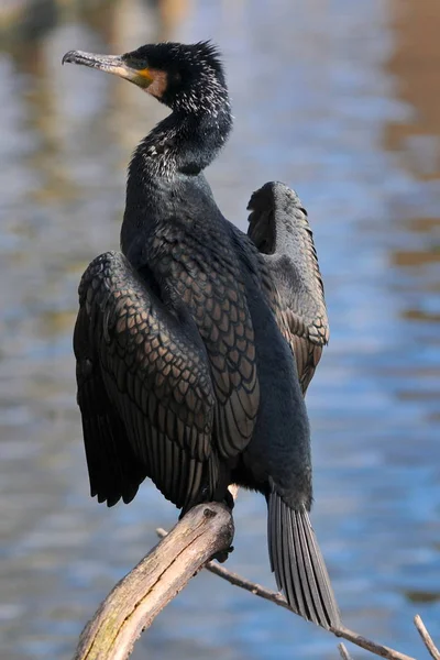 Pescatore Rapido Cormorano — Foto Stock