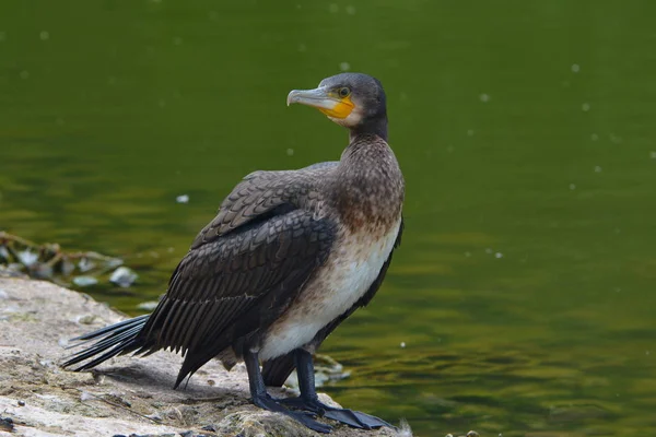 Een Slimme Visser Aalscholver — Stockfoto