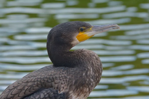 Skicklig Fiskare Skarven — Stockfoto