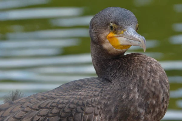 Een Snelle Visser Aalscholver — Stockfoto