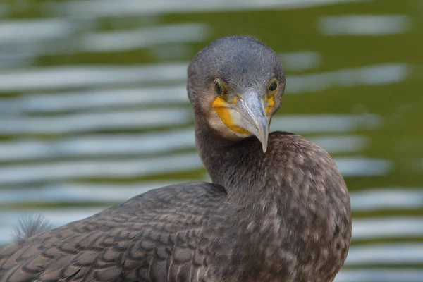 Skicklig Fiskare Skarven — Stockfoto