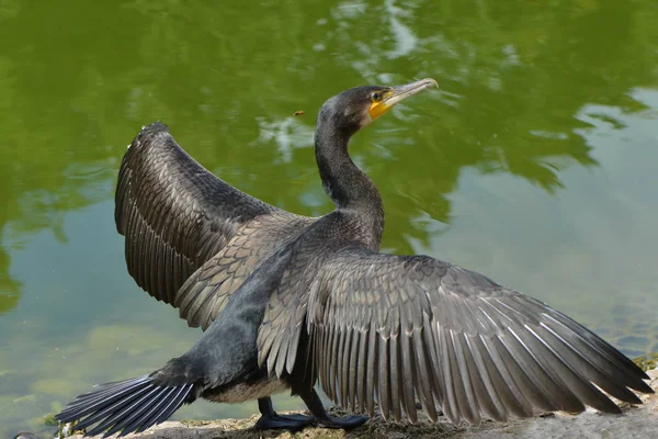 Snabb Fiskare Skarven — Stockfoto