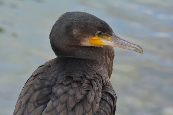 Swift Fischer Cormorant — Stock Photo, Image