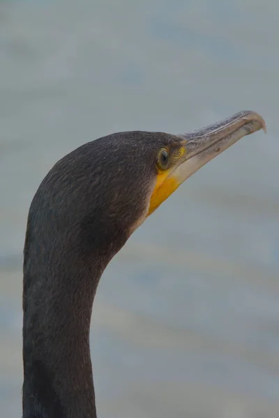 Ein Flotter Fischer Der Kormoran — Stockfoto