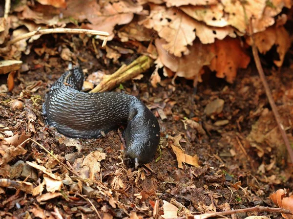 Fekete Csiga Limax Cinereoniger — Stock Fotó