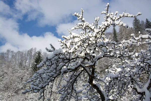 Arbre Neige Photographié Avril Autriche — Photo