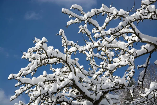 Zasněžený Strom Vyfocený Dubnu Rakousku — Stock fotografie