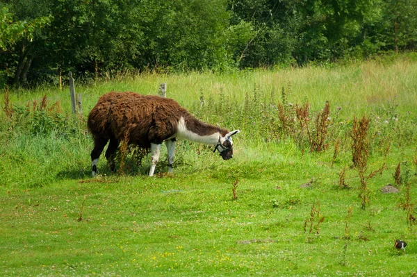 Het Natuurgebied Ewiges Meer Bij Aurich — Stockfoto