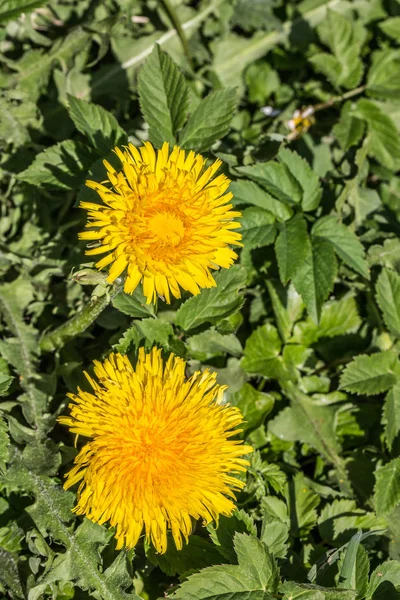 夏の植物や花や植物の概念は — ストック写真