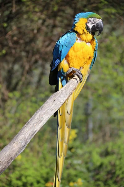 Schilderachtig Uitzicht Prachtige Papegaai Vogel — Stockfoto