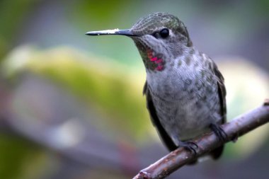 An Anna's hummingbird in Northern California, USA. clipart