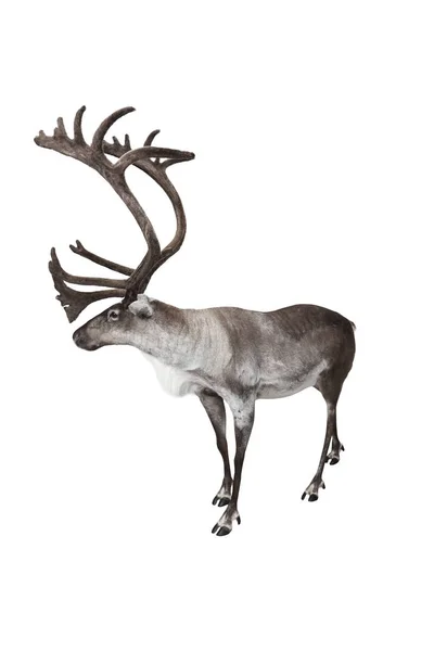 Male Reindeer Shot Studio Isolated White — Stock Photo, Image