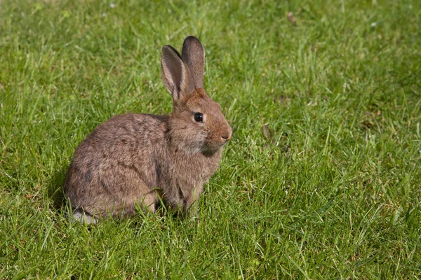 Bahçedeki Küçük Tavşan — Stok fotoğraf