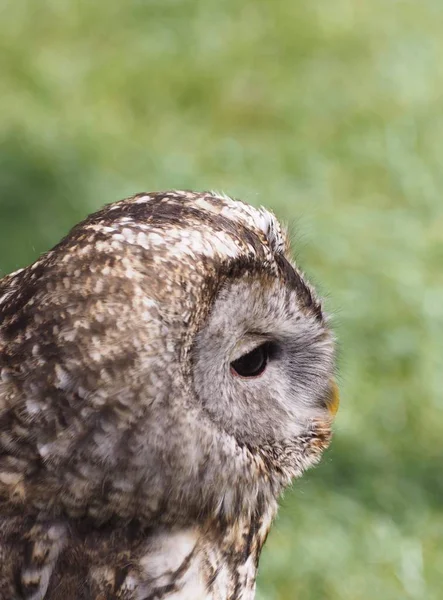 Closeup Cute Owl Wild Nature — Stock Photo, Image