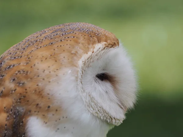 Gatuuggla Lätta Fjädrar — Stockfoto