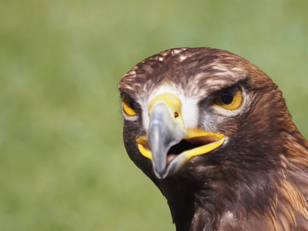 Malerischer Blick Auf Den Majestätischen Steinadler Wilder Natur — Stockfoto