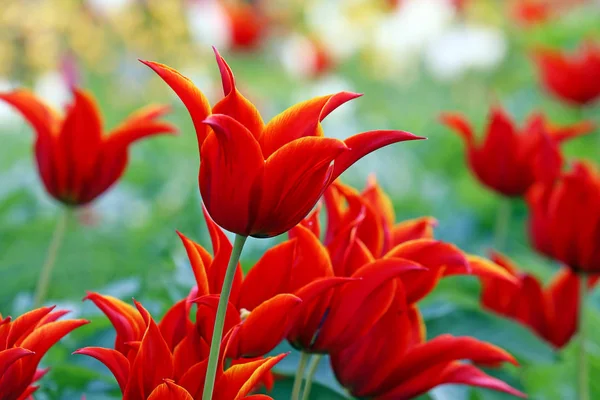 Lily Tulip Queen Sheba — Stock Photo, Image
