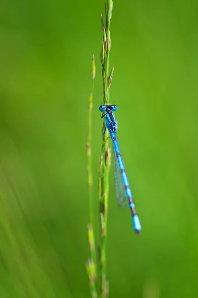 Entomologie Und Odonata Libelleninsekt — Stockfoto