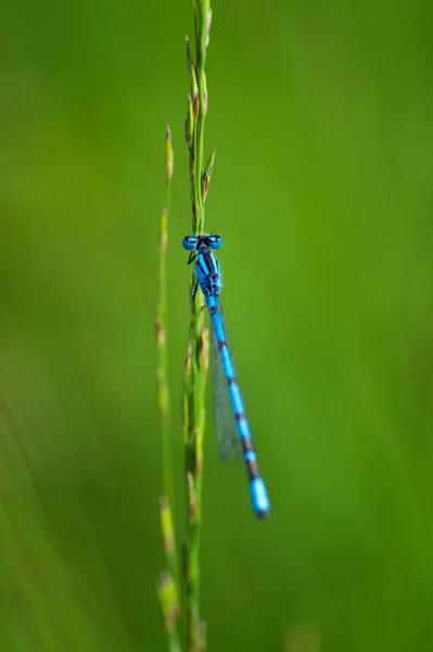 Entomologia Odonata Inseto Libélula — Fotografia de Stock