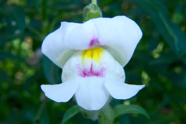 Ein Snapdragon Bunte Blumen Wild Mit Frischem Grünen Hintergrund — Stockfoto