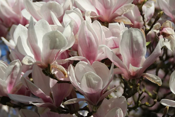 Цветущие Лепестки Магнолии Весенняя Флора — стоковое фото