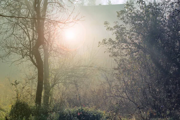 Ранкове Сонце Через Дерево Осінній Туман — стокове фото