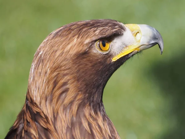 Vue Panoramique Majestueux Aigle Royal Nature Sauvage — Photo