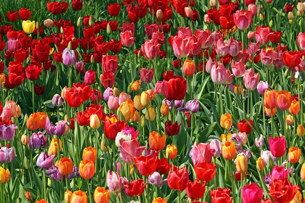 Die Ganze Farbe Der Tulpen — Stockfoto