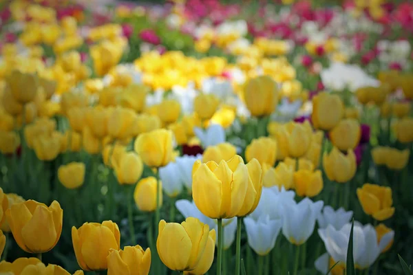 Kwiaty Tulipanów Flora Wiosną — Zdjęcie stockowe
