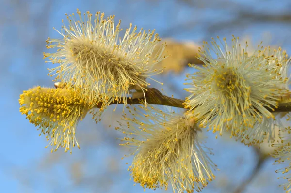 Ziegenweide Voller Blüte Himmel Hintergrund — Stockfoto