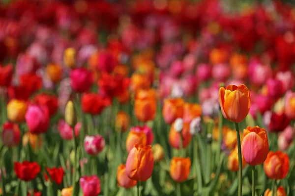 Renkli Lale Bahçesinin Önündeki Turuncu Laleler — Stok fotoğraf