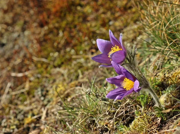 Paasjeskruid Pulsatilla Vulgaris — Stockfoto