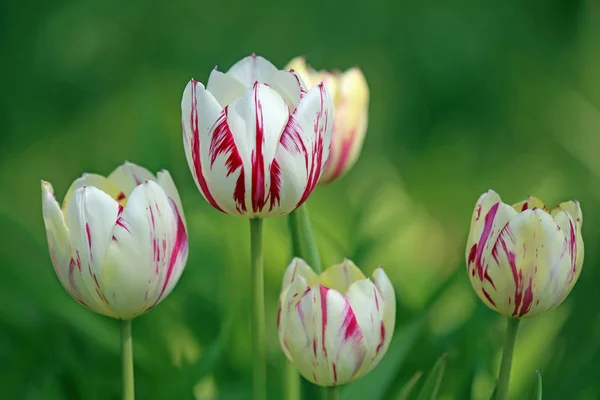 Пять Тюльпанов Красные Белые Мраморные — стоковое фото
