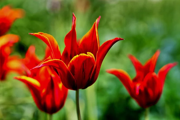 Lily Flowered Tulip Tulipa Queen Sheba Natural Structure Dark — Stock Photo, Image