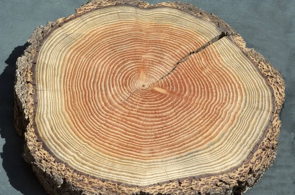 Holzquerschnitt Des Baumes — Stockfoto